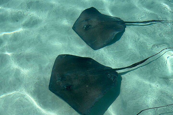 VIP Stingray City Adventure – Just for You - Photo 1 of 17